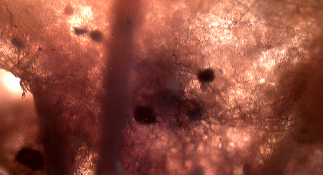Microscopia e........MICRO funghi (muffe)